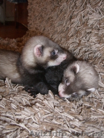 продаются щенки хорька (фретки) - <ro>Изображение</ro><ru>Изображение</ru> #1, <ru>Объявление</ru> #37251