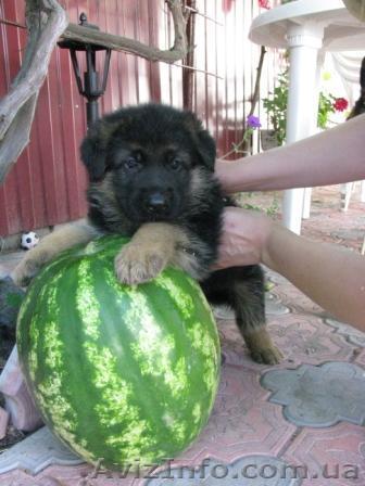 Продаем щенков немецких овчарок - <ro>Изображение</ro><ru>Изображение</ru> #1, <ru>Объявление</ru> #67148