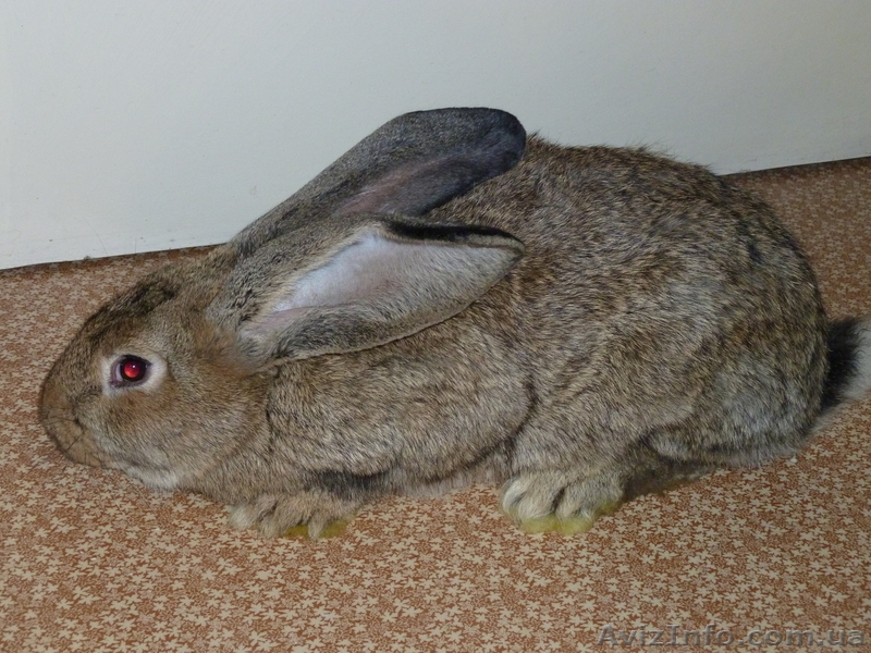 Продам крепких кроликoв породы „Фландр“  - <ro>Изображение</ro><ru>Изображение</ru> #1, <ru>Объявление</ru> #85260