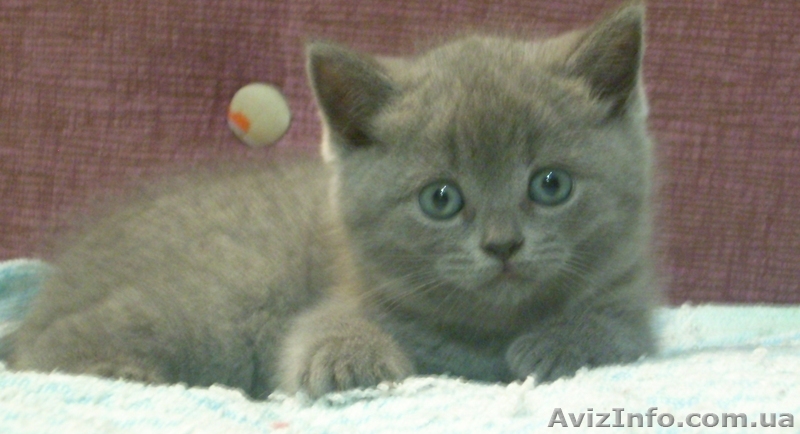 Шотландская прямоухая кошечка - <ro>Изображение</ro><ru>Изображение</ru> #1, <ru>Объявление</ru> #105160