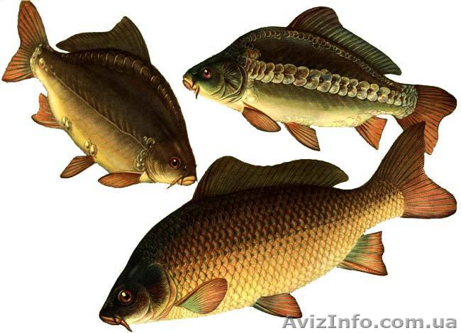 Продажа карпа.(Живая рыба). - <ro>Изображение</ro><ru>Изображение</ru> #1, <ru>Объявление</ru> #118459