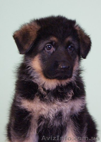 Немецкая овчарка. - <ro>Изображение</ro><ru>Изображение</ru> #1, <ru>Объявление</ru> #133599