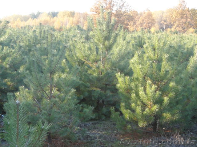 Продам отборные новогодние сосны оптом - <ro>Изображение</ro><ru>Изображение</ru> #1, <ru>Объявление</ru> #126365