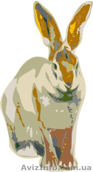 Дизайнер. Графический дизайнер. Иллюстратор. - <ro>Изображение</ro><ru>Изображение</ru> #1, <ru>Объявление</ru> #137024