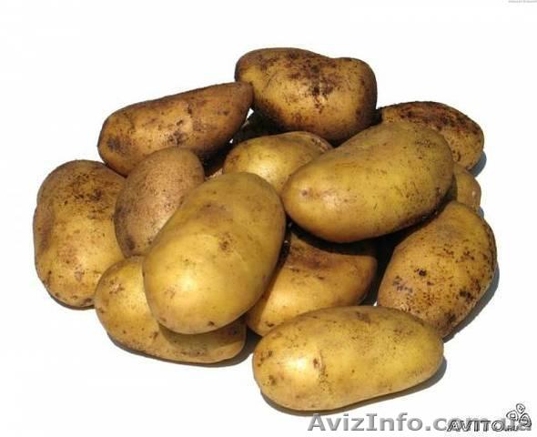 Продам картофель в Черниговской области - <ro>Изображение</ro><ru>Изображение</ru> #1, <ru>Объявление</ru> #324432