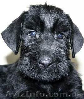 продам щенков Ризеншнауцера - <ro>Изображение</ro><ru>Изображение</ru> #1, <ru>Объявление</ru> #323029