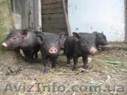 Продам поросят вьетнамской породы - <ro>Изображение</ro><ru>Изображение</ru> #1, <ru>Объявление</ru> #352163