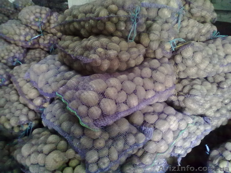  Семенной Картофель высоких репродукций оптом - <ro>Изображение</ro><ru>Изображение</ru> #1, <ru>Объявление</ru> #382170