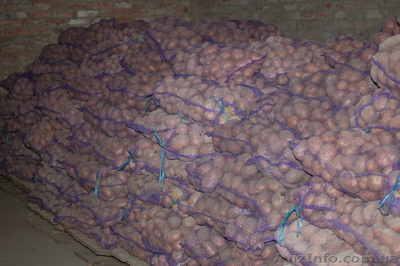  Картофель оптом  - <ro>Изображение</ro><ru>Изображение</ru> #1, <ru>Объявление</ru> #378989