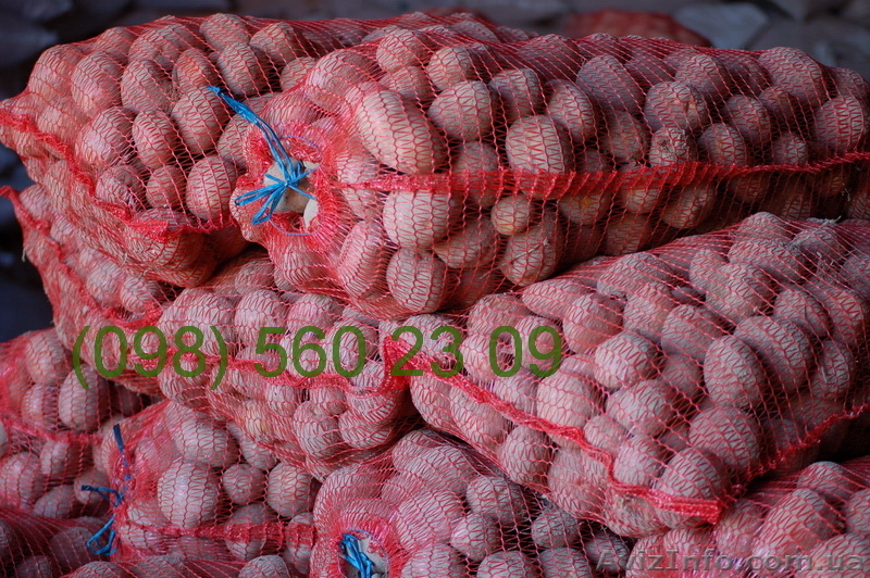 Продам Картофель Картошку Оптом семенную и продовольственную - <ro>Изображение</ro><ru>Изображение</ru> #1, <ru>Объявление</ru> #377261