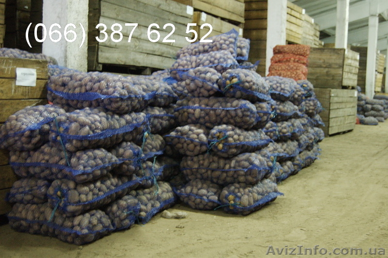 Продам Молодой Картофель Картошку Оптом - <ro>Изображение</ro><ru>Изображение</ru> #1, <ru>Объявление</ru> #182673