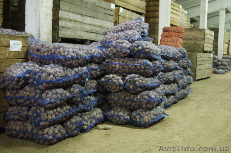 Продам Семенной картофель оптом - <ro>Изображение</ro><ru>Изображение</ru> #1, <ru>Объявление</ru> #382176