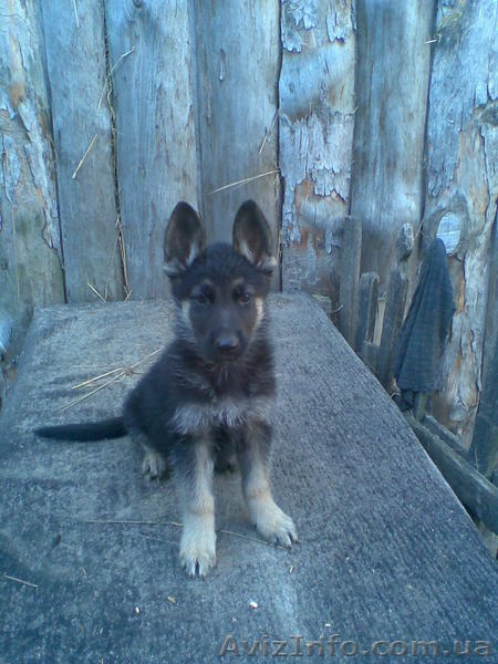 суперщенки - <ro>Изображение</ro><ru>Изображение</ru> #1, <ru>Объявление</ru> #373922