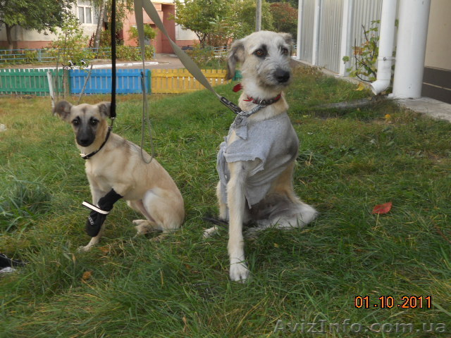 Собачка в добрые руки - <ro>Изображение</ro><ru>Изображение</ru> #1, <ru>Объявление</ru> #408658