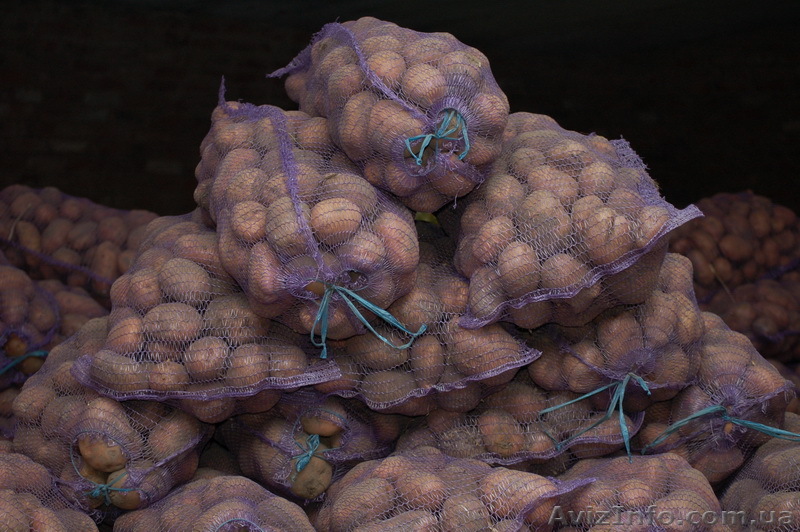 Продам картофель и семенной оптом  - <ro>Изображение</ro><ru>Изображение</ru> #1, <ru>Объявление</ru> #486373