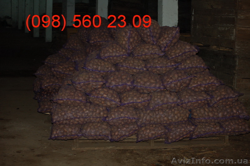 Продам картоплю картошку продовольственную  и семенной оптом в Черниговской обл - <ro>Изображение</ro><ru>Изображение</ru> #1, <ru>Объявление</ru> #503229