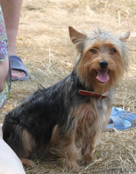 Потерялась собака - <ro>Изображение</ro><ru>Изображение</ru> #1, <ru>Объявление</ru> #519239