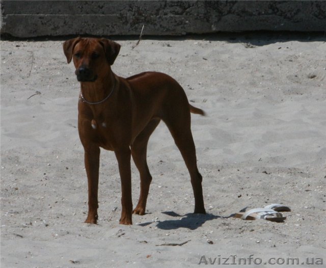 Щенки Родезийского Риджбека с отличной родословной - <ro>Изображение</ro><ru>Изображение</ru> #1, <ru>Объявление</ru> #496623