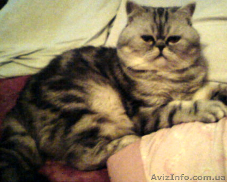 Котик приглашает кошечек - <ro>Изображение</ro><ru>Изображение</ru> #1, <ru>Объявление</ru> #540890