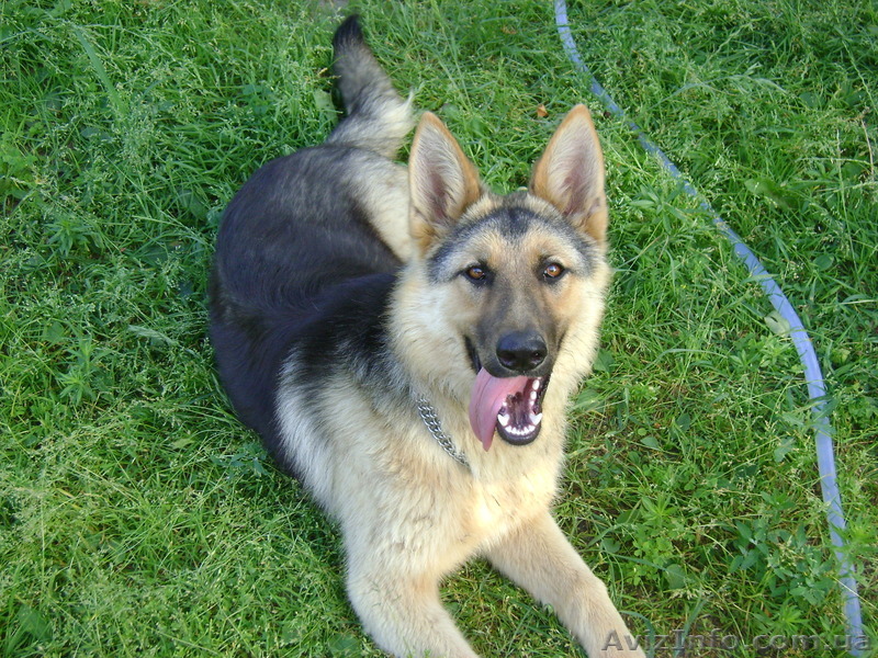 Отдам красивую немецкую овчарку - <ro>Изображение</ro><ru>Изображение</ru> #1, <ru>Объявление</ru> #595047