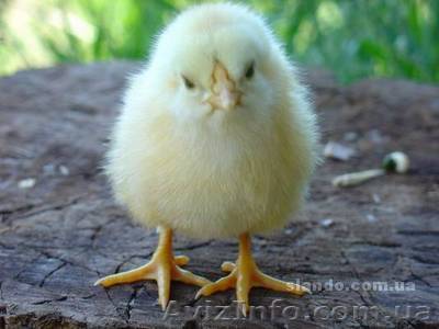 Цыплята бройлера Кобб 500 суточные - <ro>Изображение</ro><ru>Изображение</ru> #1, <ru>Объявление</ru> #591346