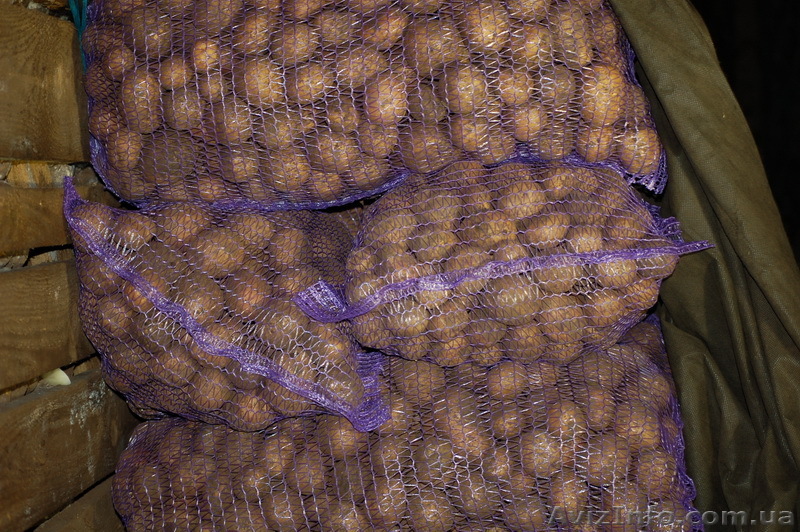 Семенной Картофель оптом - <ro>Изображение</ro><ru>Изображение</ru> #1, <ru>Объявление</ru> #607902