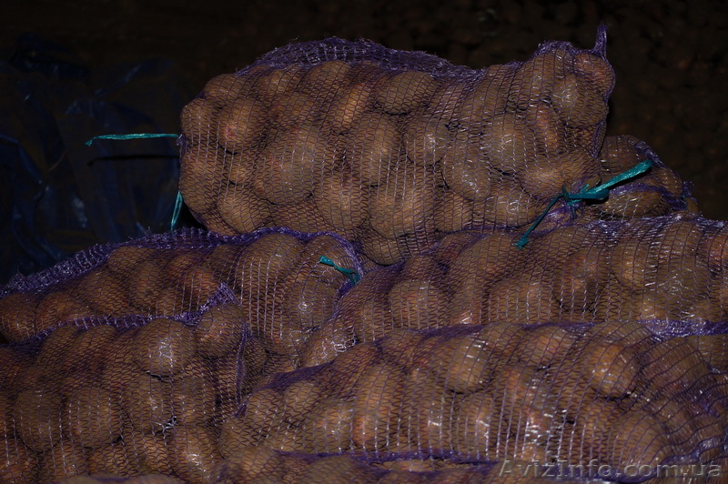 Картофель оптом в ассортименте - <ro>Изображение</ro><ru>Изображение</ru> #1, <ru>Объявление</ru> #645296