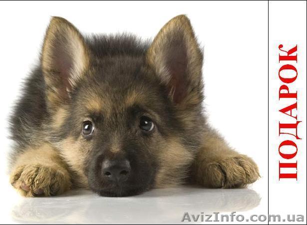 Продам щенка. Собаки ВСЕХ  пород - <ro>Изображение</ro><ru>Изображение</ru> #1, <ru>Объявление</ru> #657709