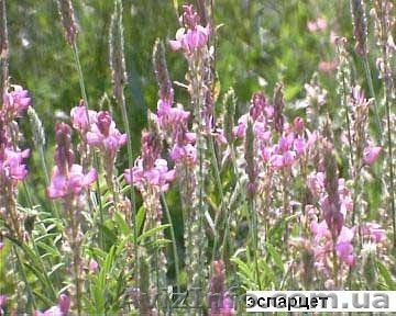 Продаю семена эспарцета и других медоносных растений - <ro>Изображение</ro><ru>Изображение</ru> #1, <ru>Объявление</ru> #726603