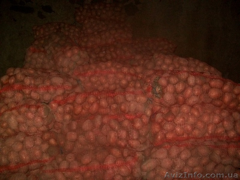 Леонід,0630230108 - <ro>Изображение</ro><ru>Изображение</ru> #1, <ru>Объявление</ru> #738592