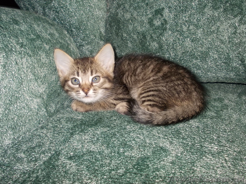 Домашние котята ищут добрую семью! - <ro>Изображение</ro><ru>Изображение</ru> #1, <ru>Объявление</ru> #730592