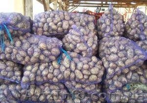 Кфртофель, семенная, крупная - <ro>Изображение</ro><ru>Изображение</ru> #1, <ru>Объявление</ru> #757625