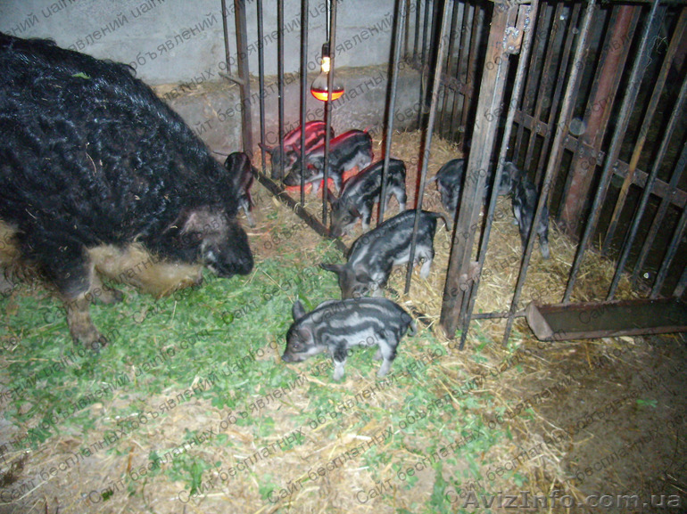 Под заказ забой на мясо мангалица пуховая венгерская(элитные породы свиней) - <ro>Изображение</ro><ru>Изображение</ru> #1, <ru>Объявление</ru> #780253