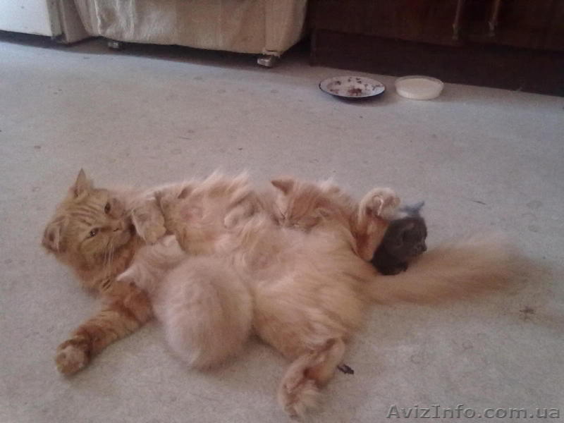 котята в поисках хозяев - <ro>Изображение</ro><ru>Изображение</ru> #1, <ru>Объявление</ru> #790774