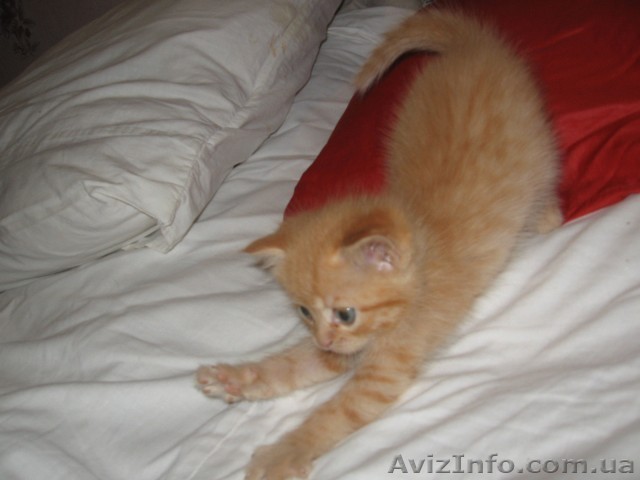 котенок в поисках семьи - <ro>Изображение</ro><ru>Изображение</ru> #1, <ru>Объявление</ru> #807449