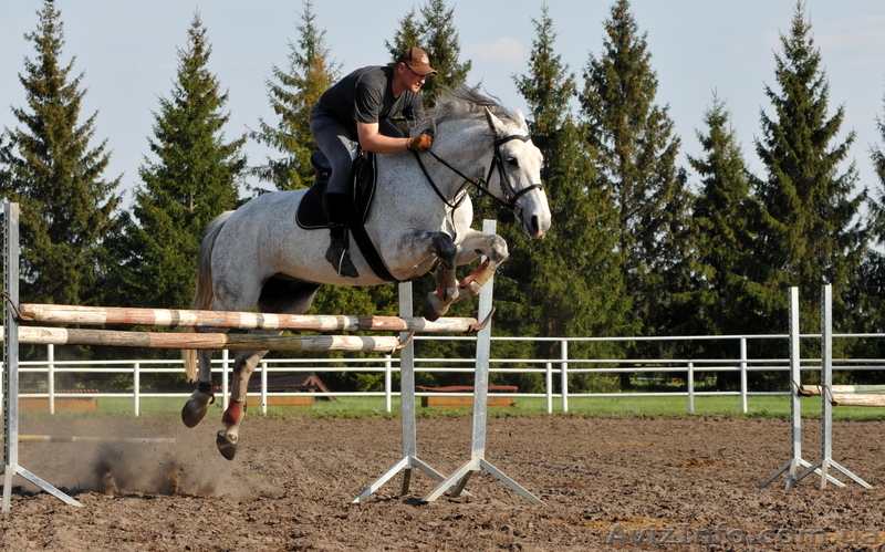 конные прогулки уроки верховой езды - <ro>Изображение</ro><ru>Изображение</ru> #1, <ru>Объявление</ru> #816159