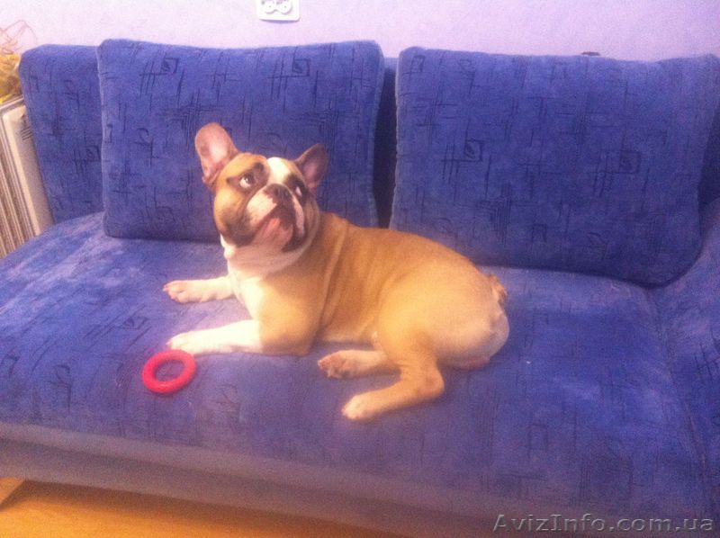 Вязка французский бульдог - <ro>Изображение</ro><ru>Изображение</ru> #1, <ru>Объявление</ru> #847945