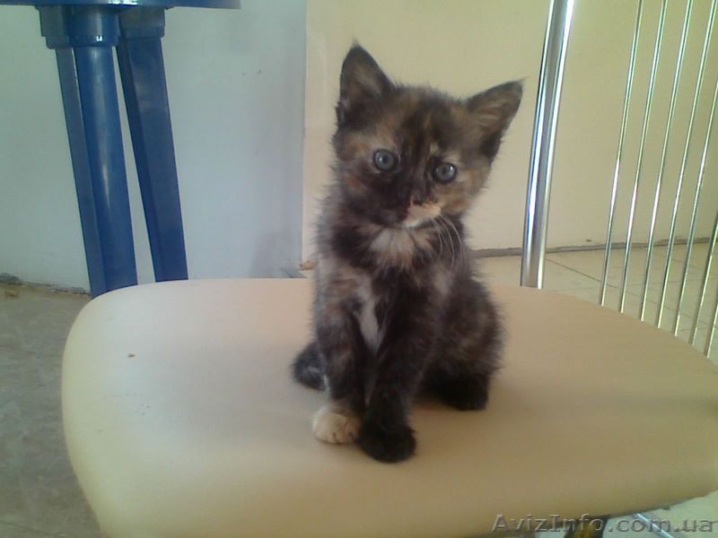 отдам малненькую кошечку  в хорошие руки - <ro>Изображение</ro><ru>Изображение</ru> #1, <ru>Объявление</ru> #892924