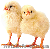 Подрощеные цыплята бройлера КОББ - <ro>Изображение</ro><ru>Изображение</ru> #1, <ru>Объявление</ru> #891106