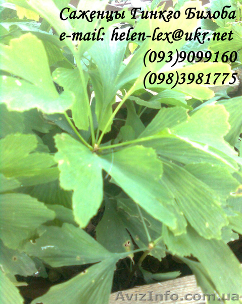 саженцы Гинкго Билоба - <ro>Изображение</ro><ru>Изображение</ru> #1, <ru>Объявление</ru> #755144