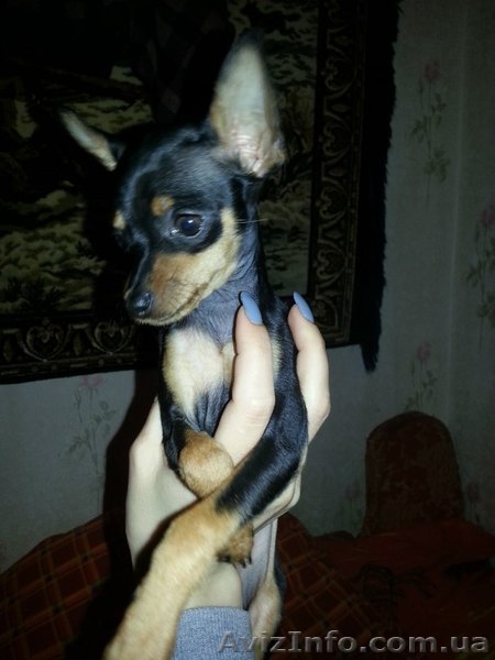 той терьер милая Забава - <ro>Изображение</ro><ru>Изображение</ru> #1, <ru>Объявление</ru> #906130