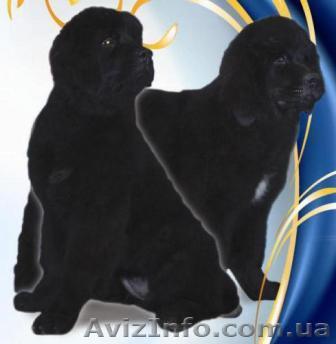 Щенки ньюфаундленда (в народе-водолаз) в Киеве - <ro>Изображение</ro><ru>Изображение</ru> #1, <ru>Объявление</ru> #920859