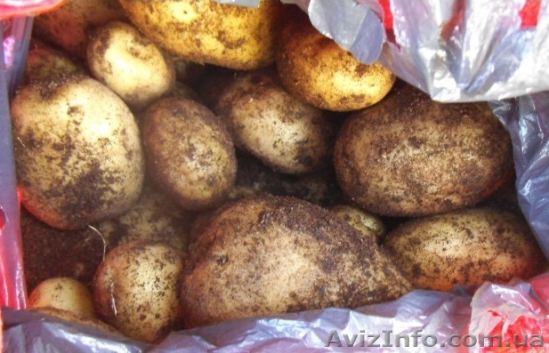 Продам молодой картофель. Срочно!!! - <ro>Изображение</ro><ru>Изображение</ru> #1, <ru>Объявление</ru> #934594