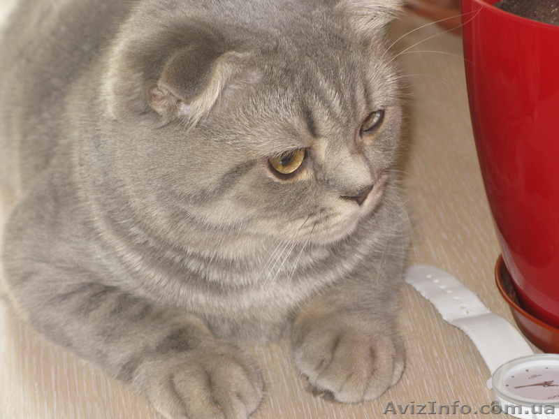 Шикарный шотландский кот ищет невесту - <ro>Изображение</ro><ru>Изображение</ru> #1, <ru>Объявление</ru> #935298