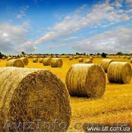 Сено луговое разнотравье - <ro>Изображение</ro><ru>Изображение</ru> #1, <ru>Объявление</ru> #925795