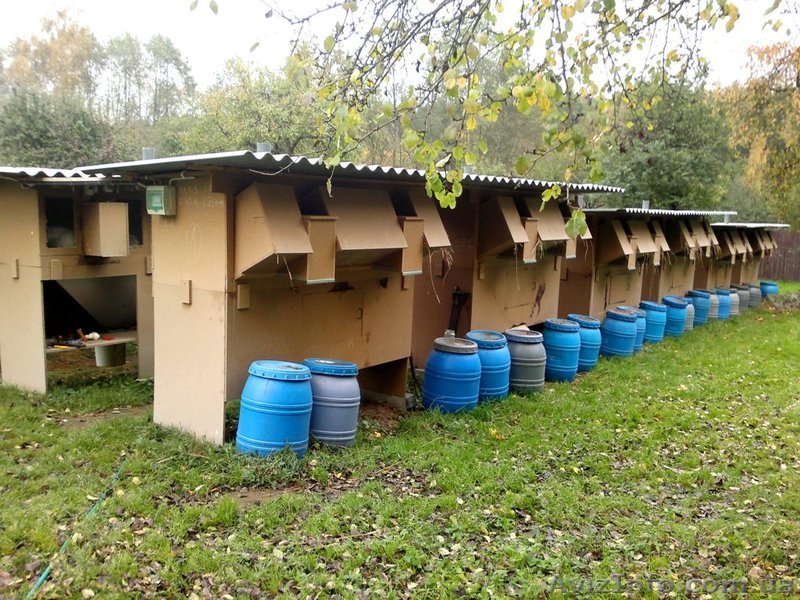 Экологические мини-фермы для выращивания кроликов - <ro>Изображение</ro><ru>Изображение</ru> #1, <ru>Объявление</ru> #940799