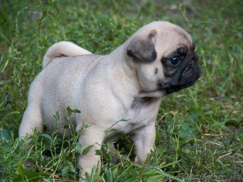 Продам красивых щенков мопс - <ro>Изображение</ro><ru>Изображение</ru> #1, <ru>Объявление</ru> #939332