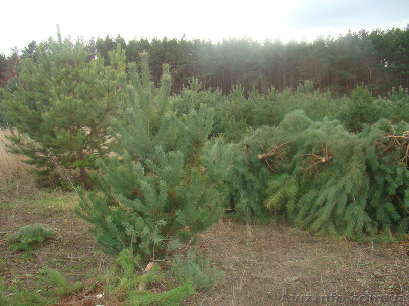 Сосна новогодняя - <ro>Изображение</ro><ru>Изображение</ru> #1, <ru>Объявление</ru> #1002919