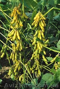 продам семена сои, лучший сорт для основного сева "Сузір"я" - <ro>Изображение</ro><ru>Изображение</ru> #1, <ru>Объявление</ru> #1012780