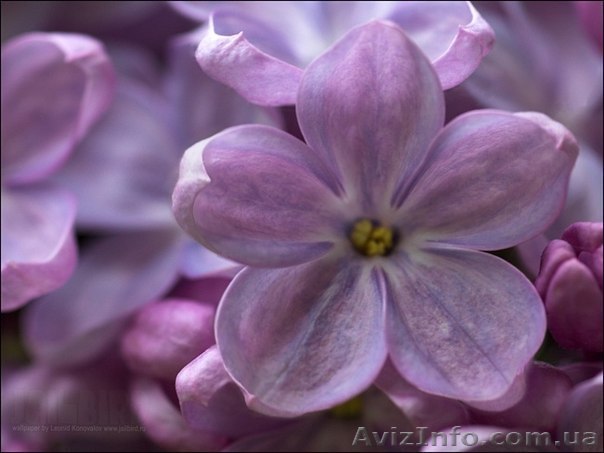 косметология,депиляция массаж,эстетика тела - <ro>Изображение</ro><ru>Изображение</ru> #1, <ru>Объявление</ru> #1011288